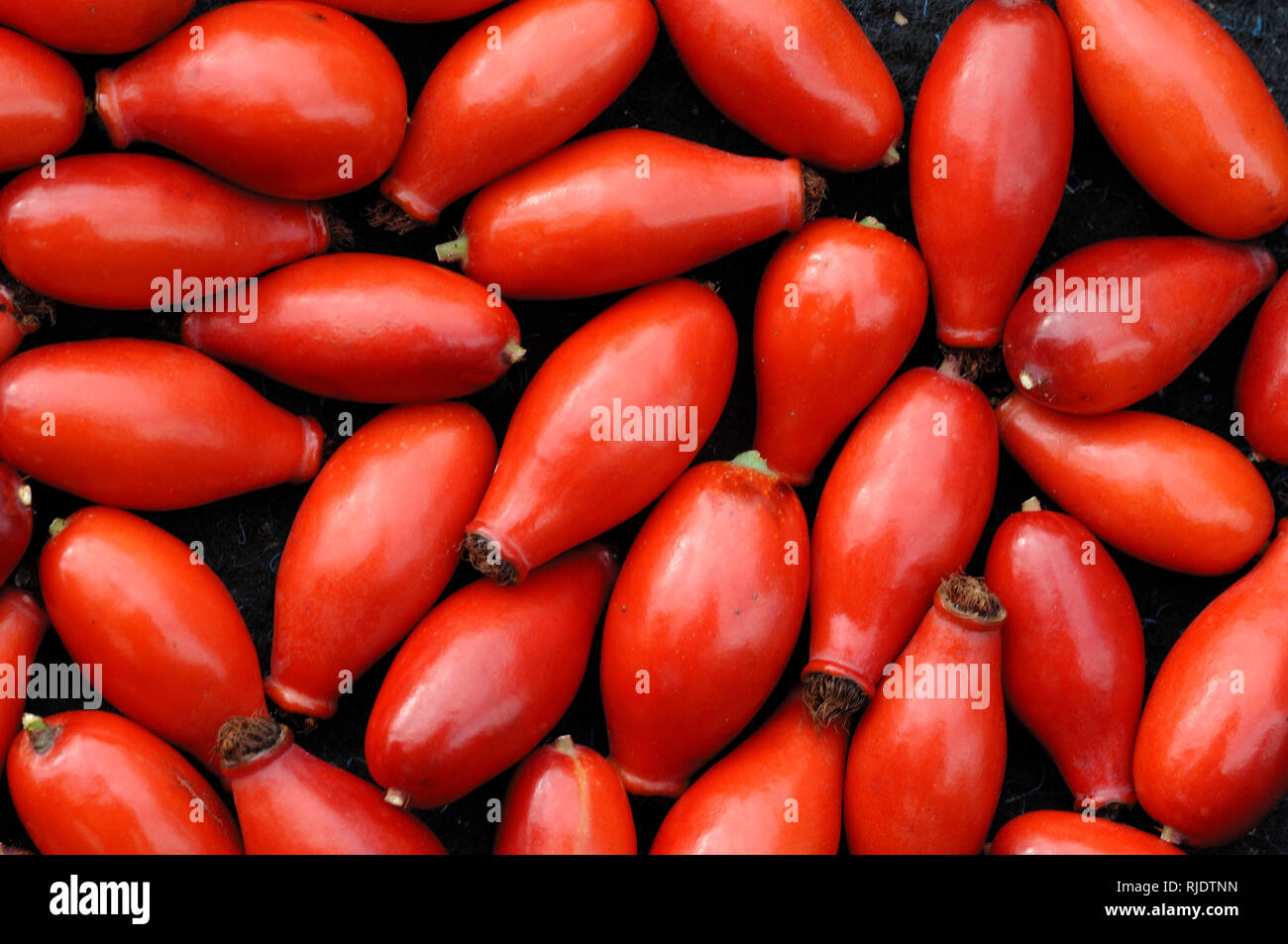 Anordnung der roten Beeren oder Hund Hagebutte (Rosa Canina) Stockfoto