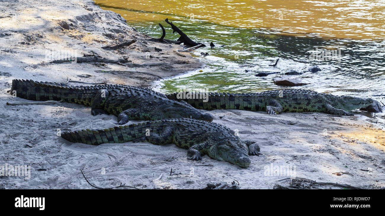 Eine Gruppe von krokodilen am Ufer des Flusses Grumeti. Afrika Stockfoto