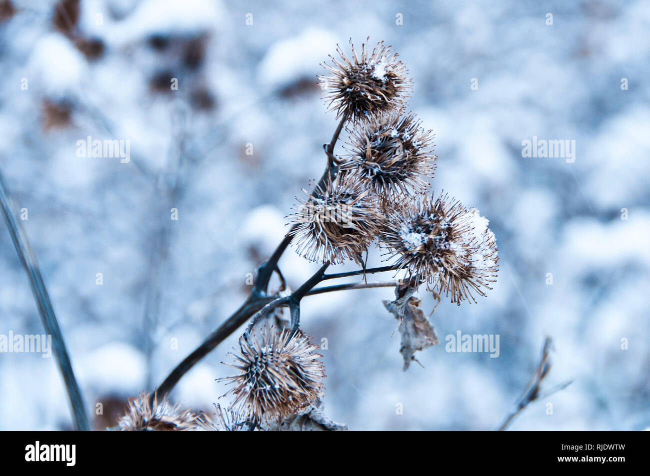 Trockene gemeinsame Distel Pflanzen mit Schnee im Winter abgedeckt Stockfoto