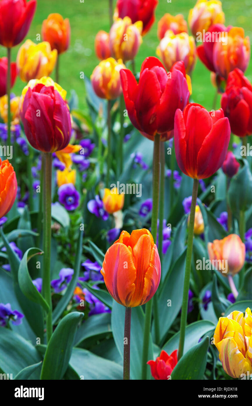 Bunte Tulpen im Garten Stockfoto