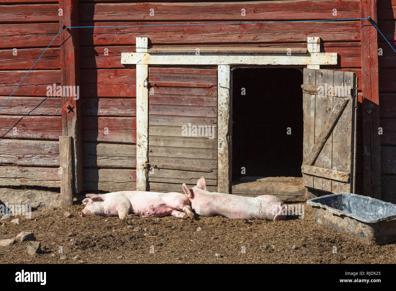 Schweine sind Schlafen außerhalb einer Sty Stockfoto