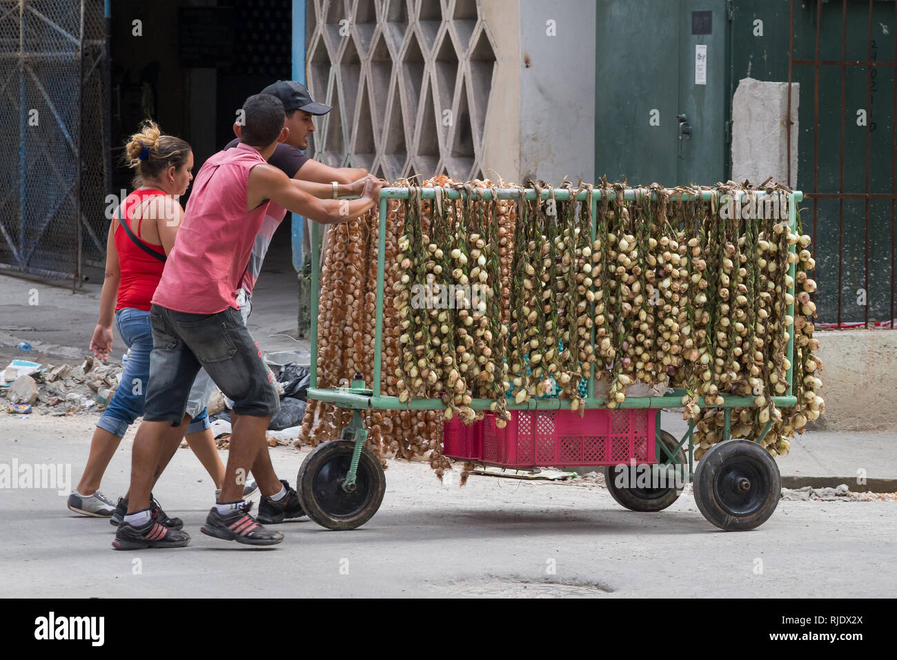 Drei Kubaner Nehmen einer vollen Abschaltdruck der Zwiebeln in Zöpfen zusammengestellt, die für den Verkauf an den Markt in Havanna, Kuba Stockfoto