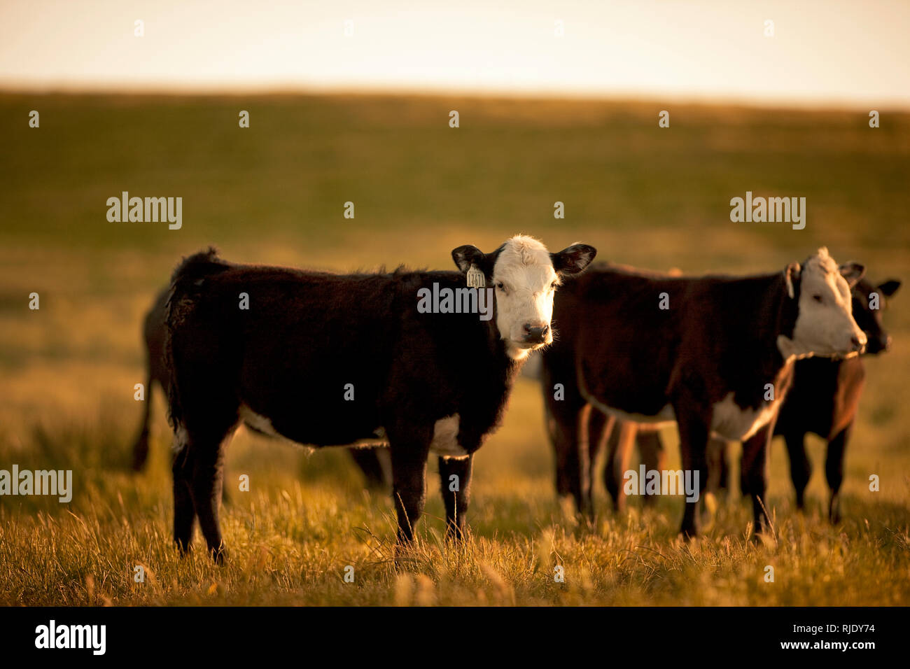 Gruppe der Kühe in einer Wiese. Stockfoto