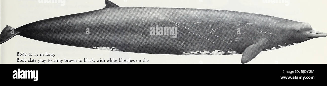 . Wale im Channel Islands National Marine Sanctuary / vorbereitet für nationale ozeanische und atmosphärische Leitung, Channel Islands National Marine Sanctuary und NOAA, National Marine Fischerei Service von Stephen Leatherwood, Brent S. Stewart, Pieter A. Folkens. Wale Kalifornien Kanal Inseln.. Zwergwal Balaenoptera acutorostarta (A). Körper bis 13 m lang. Körper Schiefergrau zur Armee braun bis schwarz, mit weißen Flecken auf der Unterseite. Stirn Prominente und prall, schräge zu lange zylindrische Schnabel. Rückenflosse nahezu dreieckigen, im letzten Drittel von zurück. Vertrieb Zentrale Baja C Stockfoto