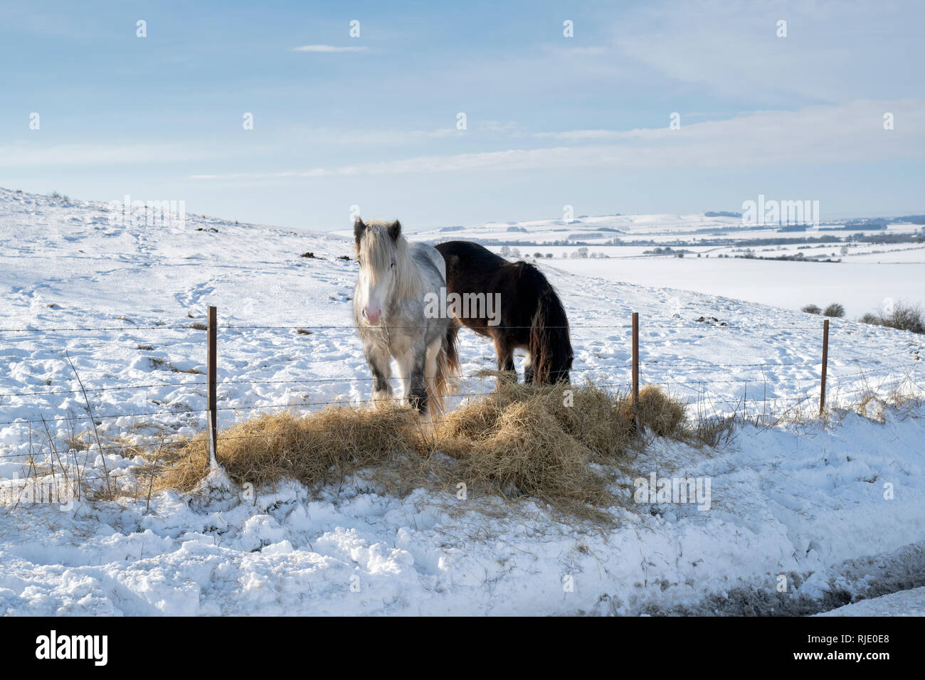 Pferde Heu Essen im Schnee am Hackpen Hill. Wiltshire, England Stockfoto