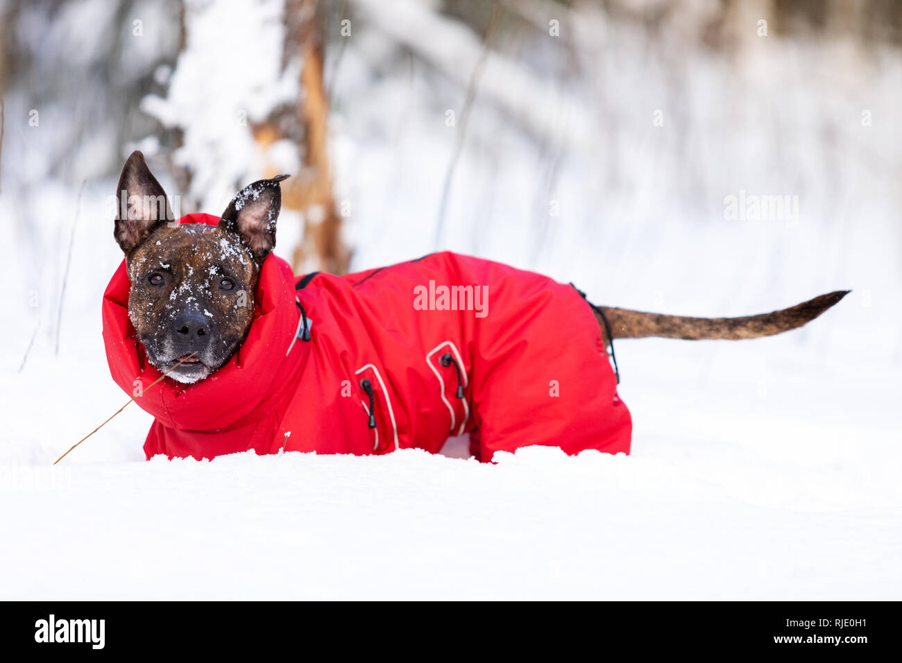 Tiger American Staffordshire Terrier mit kupierten Ohren Spaziergänge im Freien im Winter Stockfoto