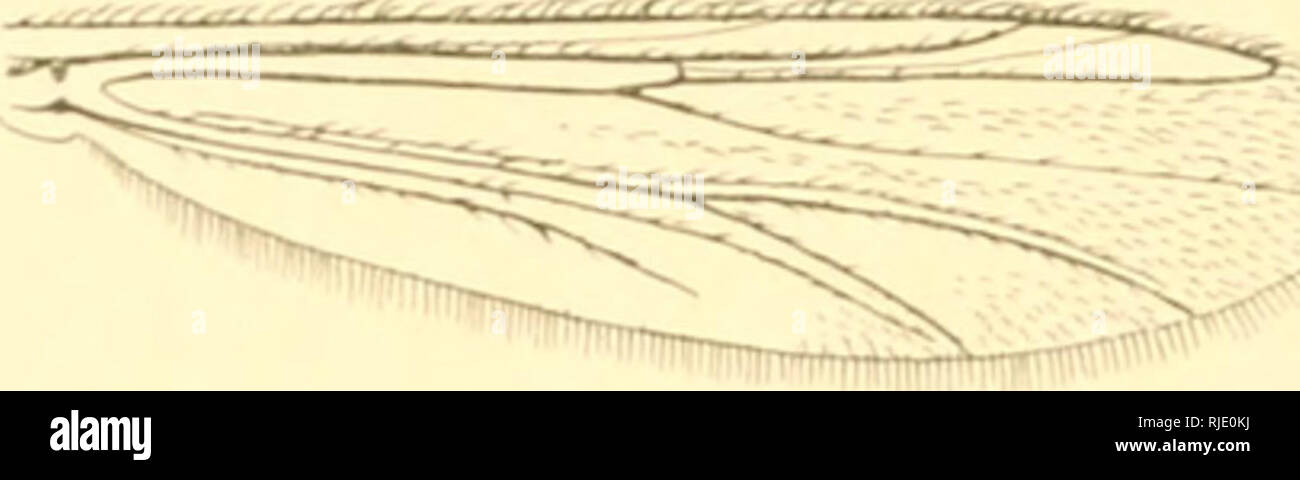 Ceratopogoninae De Belgique Diptera Ceratopogonidae 12 M Gokichkiu Ek Antennes A Quator Iow Nie Artikel A Peu Pra S Aiis Lt Ich Lange Que 2 13 Ra C Unis 22 Tarse Anta C Rieur Nicht Barbu Ulvi