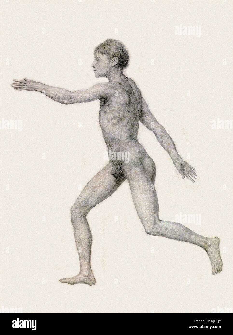 Menschen, Seitenansicht, Undissected. Stockfoto