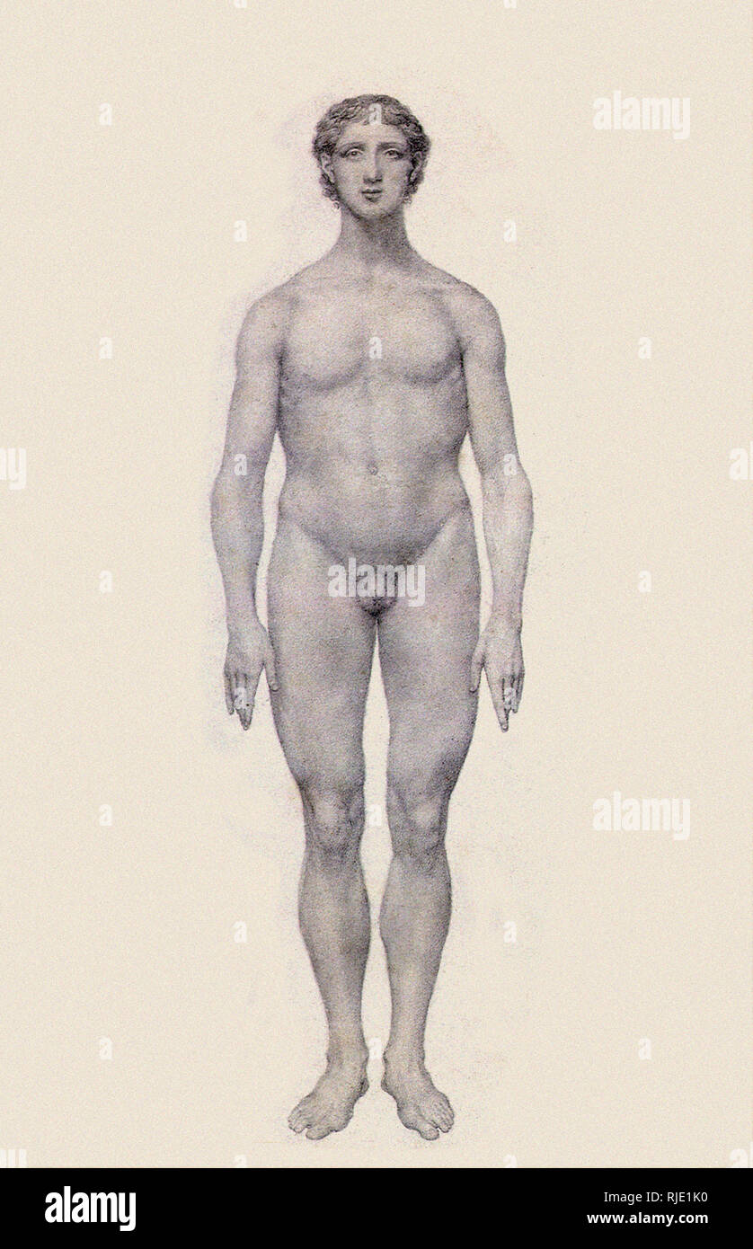 Menschen, anteriore Ansicht, Undissected. Stockfoto