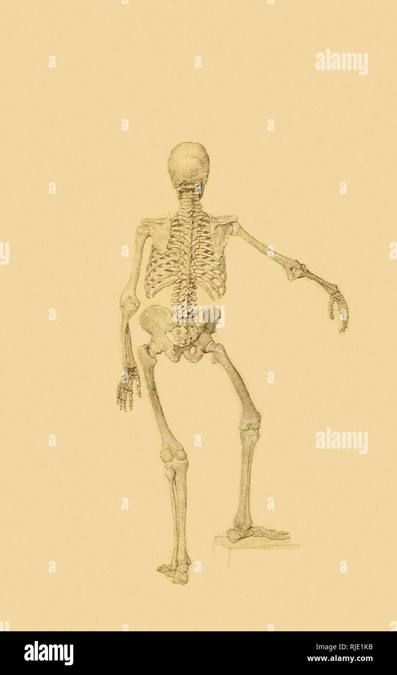 Menschliches Skelett, der hinteren Ansicht: Rechter Arm ausgestreckt. Stockfoto