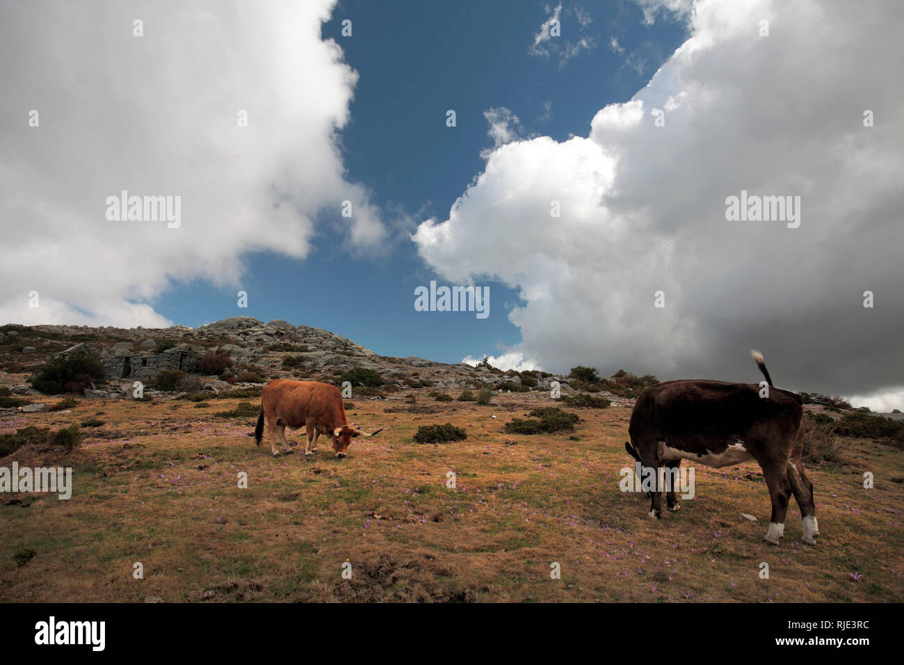 Berg halbwilden Rinder in einen hohen Berg (Peneda - Geres, nördlich von Portugal) Stockfoto