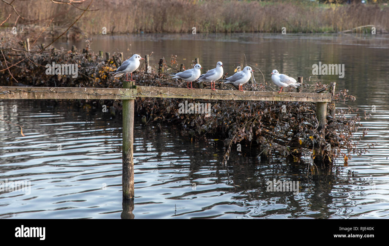 5 gemeinsame Möwen thront auf einem Zaun über den See Wasser bei Manchesterm Chorlton Water Park, England, Großbritannien Stockfoto