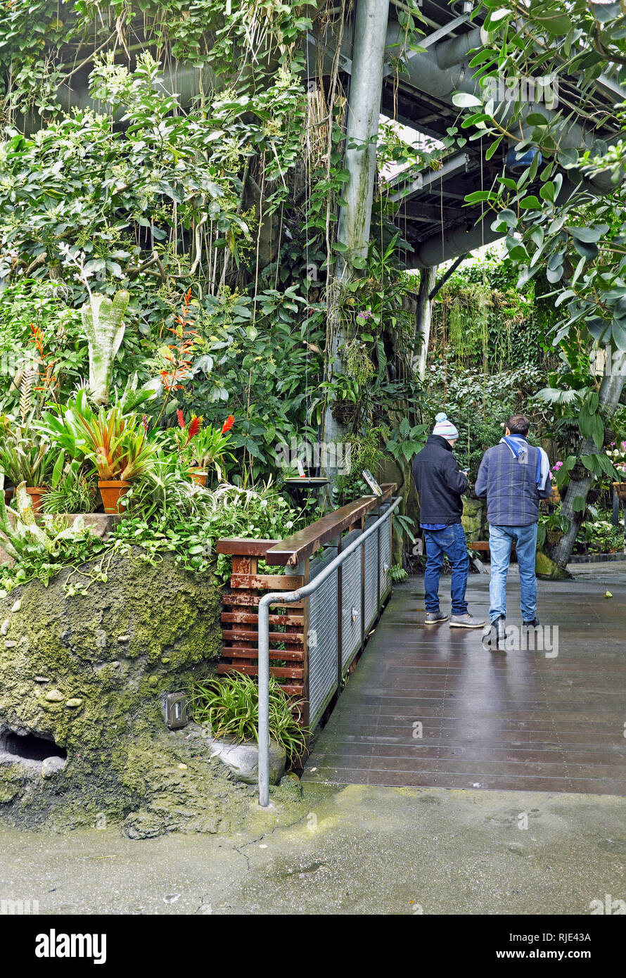 Besucher, die an der Cleveland botanischen Gärten in Cleveland, Ohio, USA Spaziergang durch die Costa Rica Regenwald inspiriert Gewächshaus Ausstellung. Stockfoto
