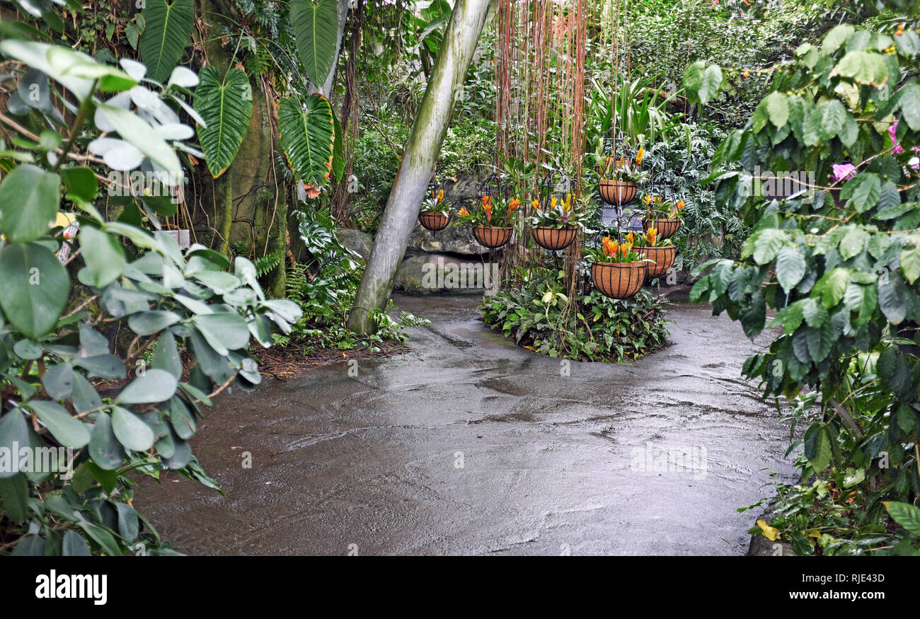 Eine Replik der Costa Rica Regenwald innerhalb der Eleanor Armstrong Smith Gewächshaus an der Cleveland botanischen Gärten in Cleveland, Ohio, USA. Stockfoto