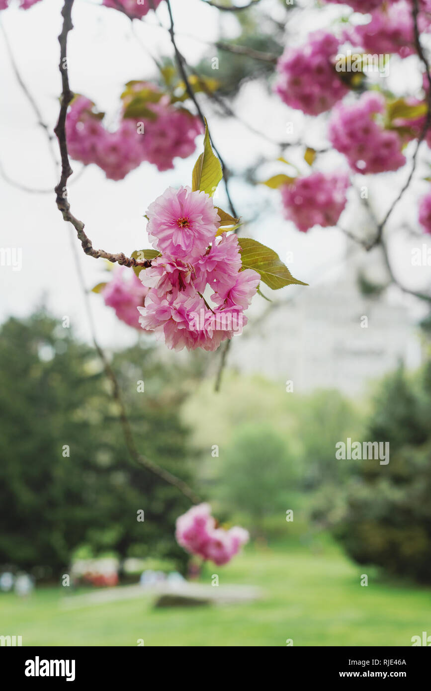 Kirschblüten im Central Park, USA Stockfoto