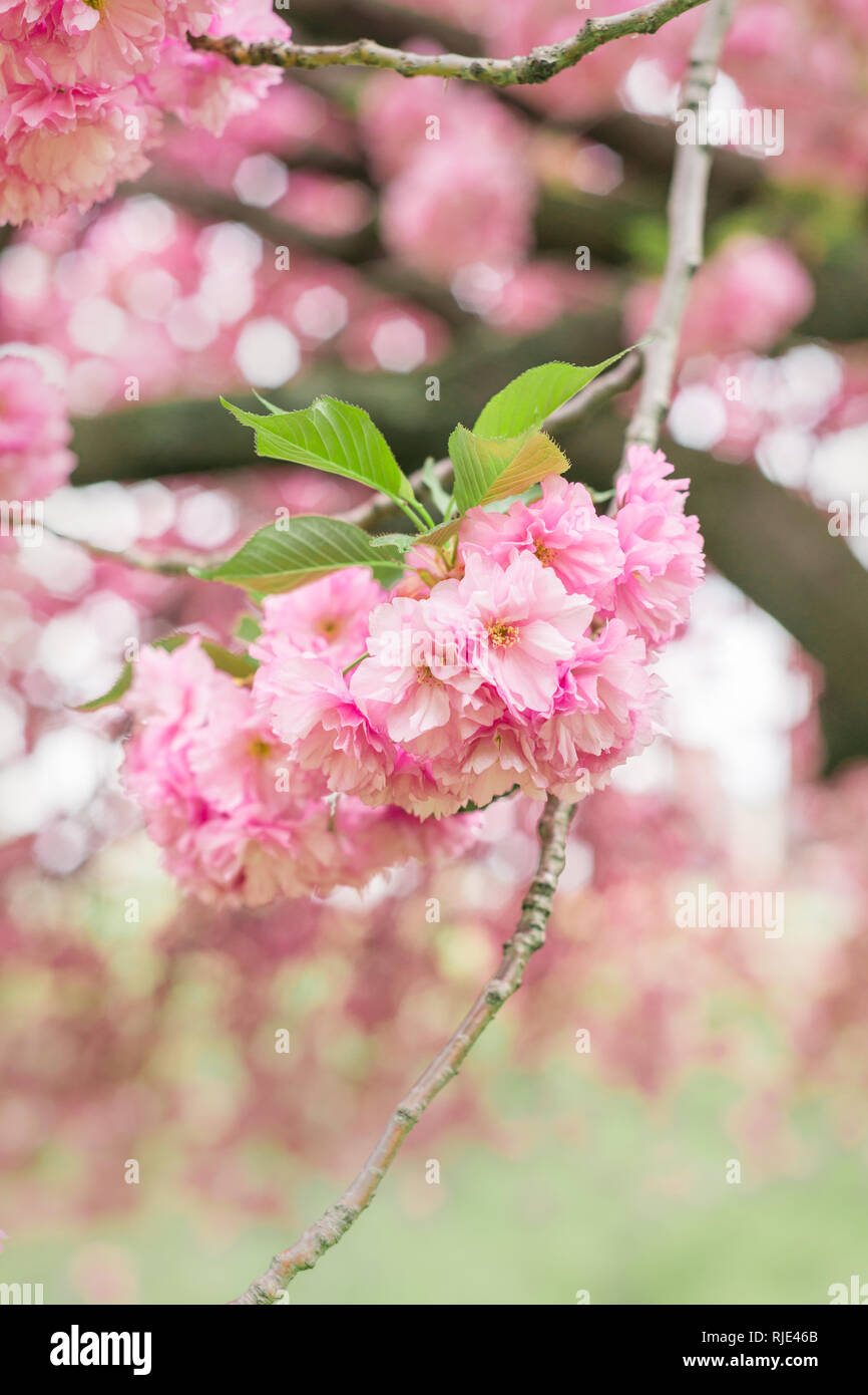 Kirschblüten im Central Park, USA Stockfoto