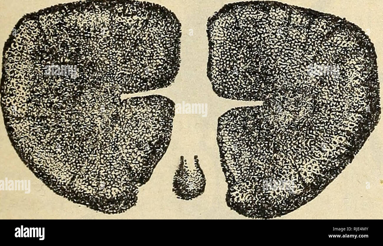 . Das Vieh Maden oder ox warbles, ihre biologies und Vorschläge für die Kontrolle. 800/100fliegt ; Rind ; Insekt pests. Abb. 17.- Hypoderma lineatum: Pos-terior stigmal Platten der fünften Stufe Larve. Stark vergrößert (laake) Die fliegen von H. hovis (Abb. 20) Ist deutlich größer und viel stouter als H. lineatum. Dies gilt insbesondere für den Brustbereich, die viel breiter angelegt ist. Die Farbe ist ähnlich der von H. lineatum, aber das Band der gelblichen Haare über den prothorax Dorsal ist deutlich breiter und die Schatten etwas tiefer in H. lineatum. Die glänzenden Längs- Linien des Thorax sind o Stockfoto