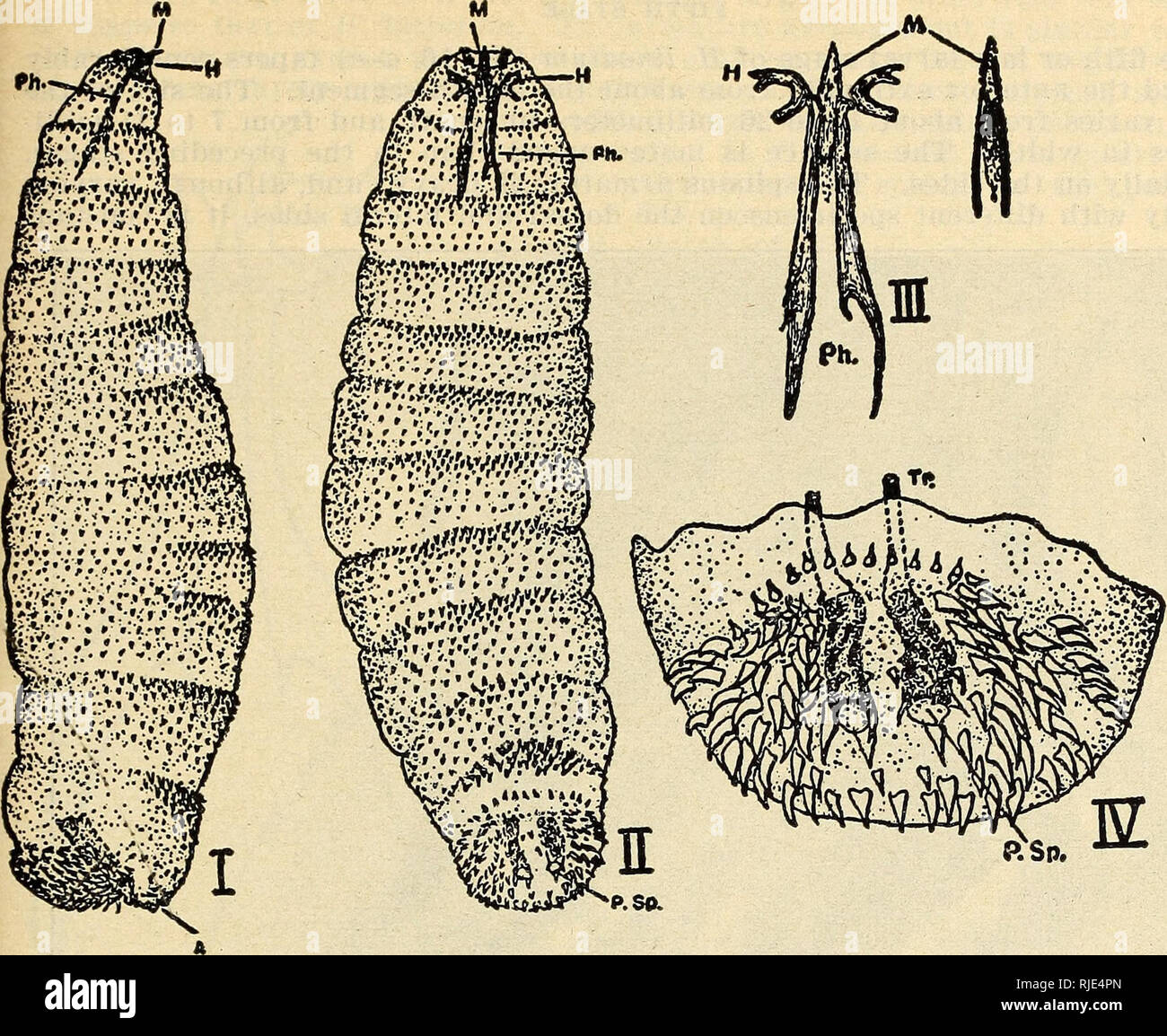 . Das Vieh Maden oder ox warbles, ihre biologies und Vorschläge für die Kontrolle. 800/100fliegt ; Rind ; Insekt pests. Das VIEH MADEN ODER OX WARBLES 29. Abb. 9. âHypoderma bovis: die erste Phase der Larve. Ich, seitliche Ansicht; II, ventrale Ansicht; III, cephalopharyngeal Skelett mit der Wirbelsäule und der Mund Haken; IV, Kaudal-Segment. Ph-wert, das Skelett der Rachen; H, Mund Haken; M, Wirbelsäule, Tr, Rohre; S. sp., pos-terior Atemlöcher (Schreiner und Hewitt) ventral die Segmente 2 bis 9 vorgesehen sind ziemlich ständig mit einem schweren Band der Stacheln entlang der hinteren Grenze, aber es ist nicht ungewöhnlich, dass die Proben in der Seg finden Stockfoto