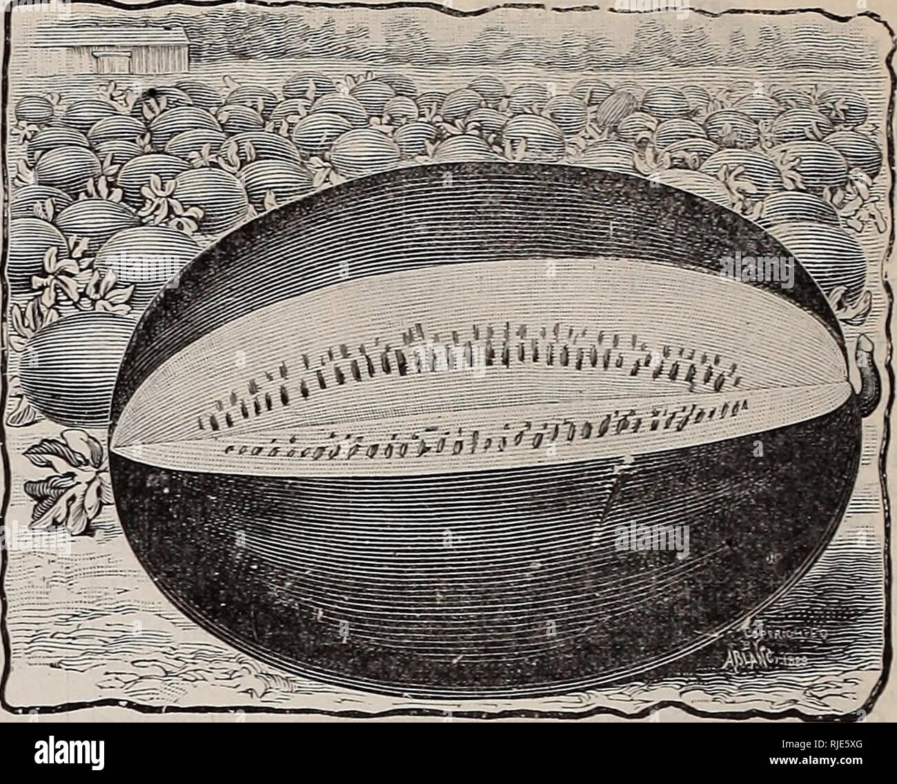 . Katalog: Wm. C. Beckert seedsman. Verkaufskataloge Samen; Gemüse Samen Kataloge, Leuchtmittel (Pflanzen) Samen Samen Kataloge Kataloge; Obst; Blumen Samen Kataloge; Garten Werkzeuge Kataloge. WM. C. BECKERT, ALLEGHENY, PA. Wasser. Melone. (Wassermelone) Obwohl die Wassermelone ist eine tropische Frucht, und kann leicht im Süden auf einem warmen, satten, sandigen Boden angebaut werden, aber niemand seine Kultur aufgeben müssen, weil er sich nicht hat diese Bedingungen, für eine der süßesten Melonen, die wir jemals gegessen habe war in Michigan aufgewachsen und in der Breite von 45° Nord, und kubanische Königin wiegen O'J Pfund angehoben wurden. Stockfoto