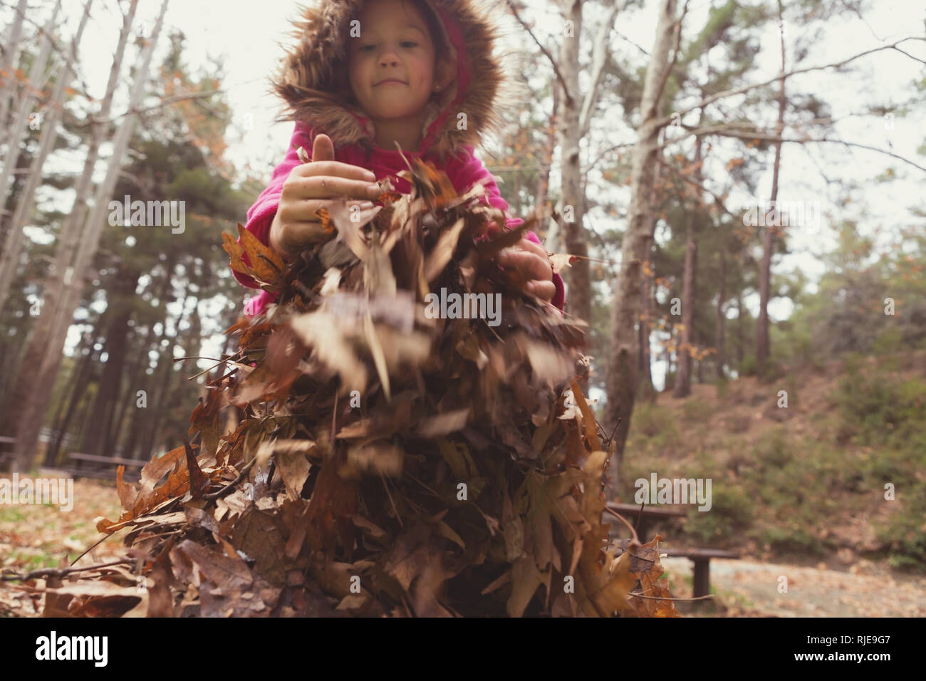 Adorable kleinen Mädchen sammeln Blätter in einem Wald im Herbst Stockfoto