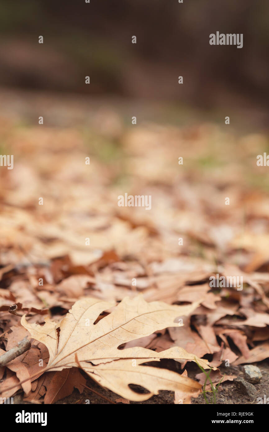 Gefallenen Blätter im Herbst auf dem Waldboden Stockfoto