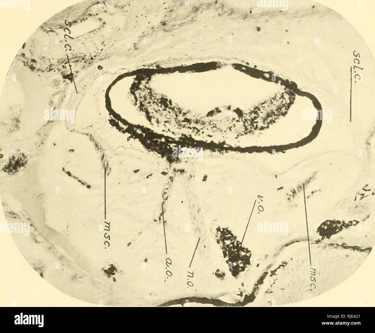 Hohle Wirbeltiere Von Amerika Eine Studie Bei Degenerativen Evolution Hohle Tiere Evolution Eigenmann Eine M N O 2 S5 S 3 3 W O 3 5 C Ich 2 Gt Lt M Re 4 5 O Ft P A