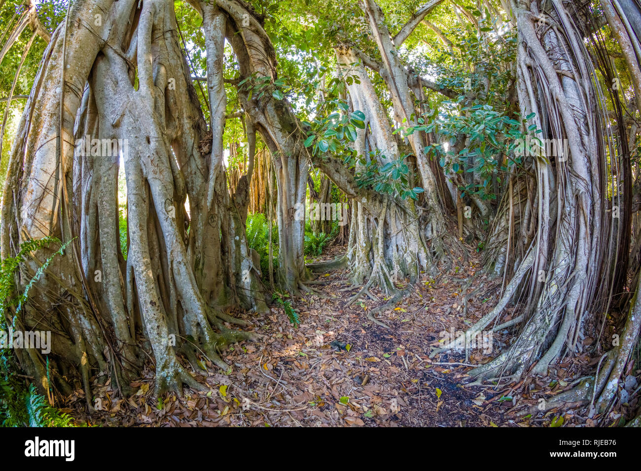 Fischaugen-objektiv von banyon Bäume (Ficus benghalensis) an das Ringling Museum in Sarasota Florida Stockfoto