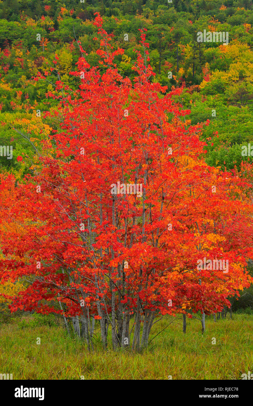 Jessup Trail, Wild Gärten von Acadia, Acadia National Park, Maine, USA Stockfoto