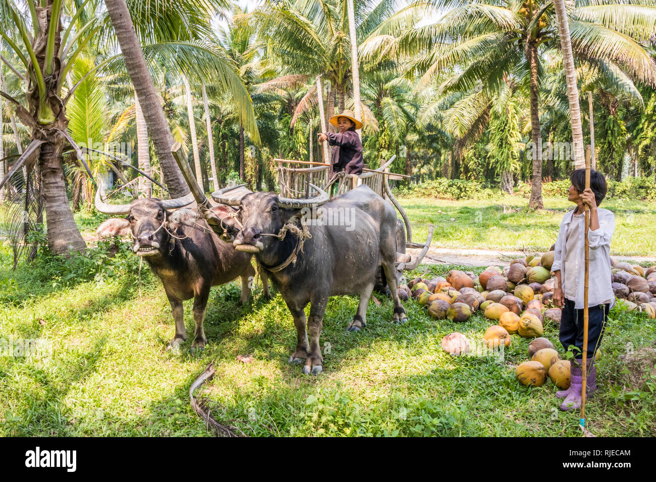 Chumphon, Thailand - 26. Januar 2019: Sammeln von Kokosnüssen in einem Ochsenkarren. Traditionelle Methoden sind noch im ländlichen Thailand verwendet Stockfoto
