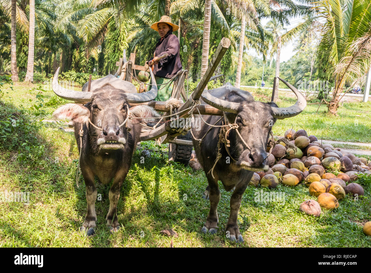 Chumphon, Thailand - 26. Januar 2019: Sammeln von Kokosnüssen in einem Ochsenkarren. Traditionelle Methoden sind noch im ländlichen Thailand verwendet Stockfoto