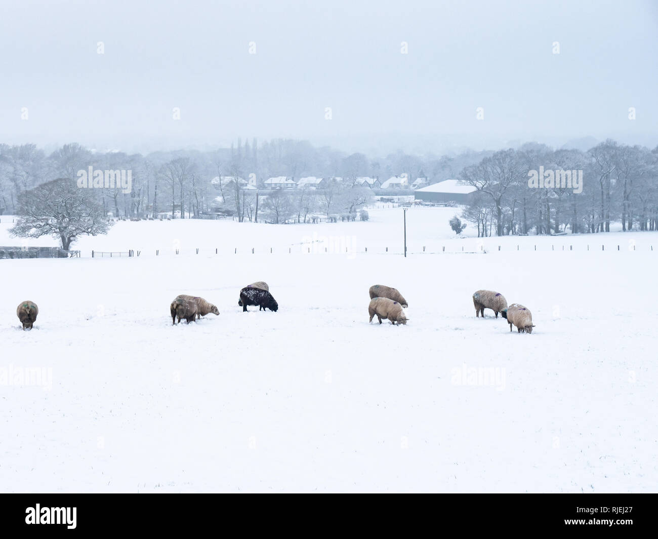 Schafe in den letzten schweren Schnee fallen in Cheshire, Großbritannien Stockfoto