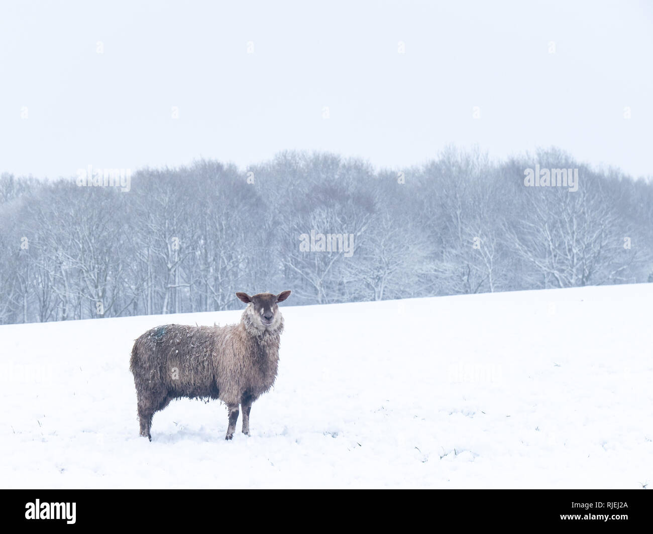 Schafe in den letzten schweren Schnee fallen in Cheshire, Großbritannien Stockfoto