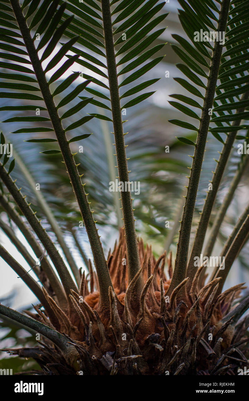 Grüne Blätter und in der Mitte der weiblichen Pflanze namens sago Palmen lateinischer Name Cycas revoluta Stockfoto