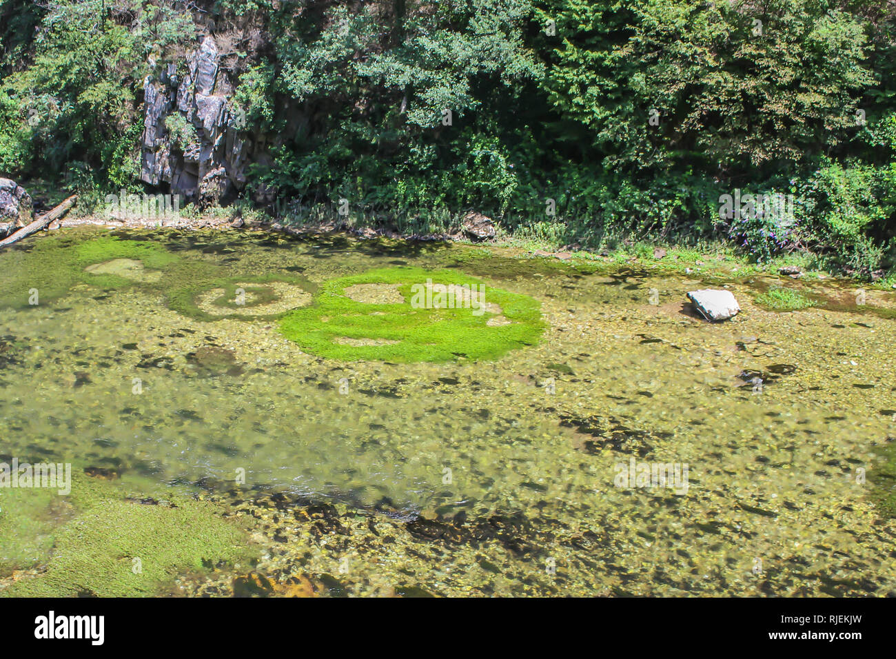 Kreise von Wasserpflanzen und Vegetation in Flusses Treska in Mazedonien Stockfoto