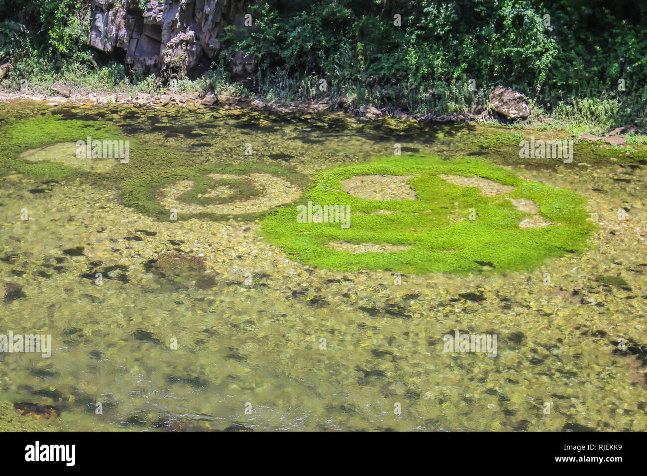 Kreise von Wasserpflanzen und Vegetation in Flusses Treska in Mazedonien Stockfoto