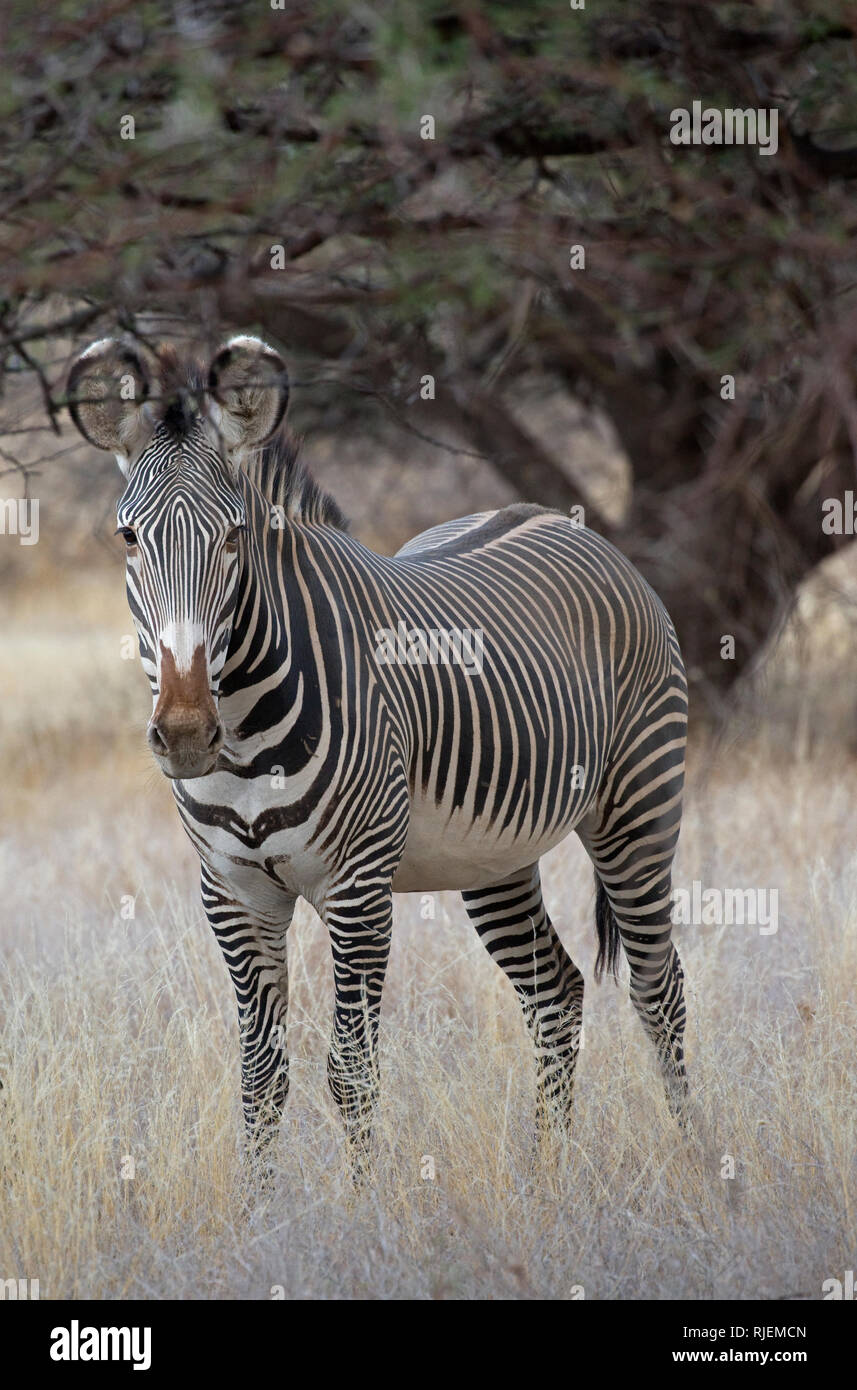 Grevy's oder Imperial Zebra, Equus grevyi, in semi-ariden Grünland, Shaba National Reserve, Kenia Stockfoto