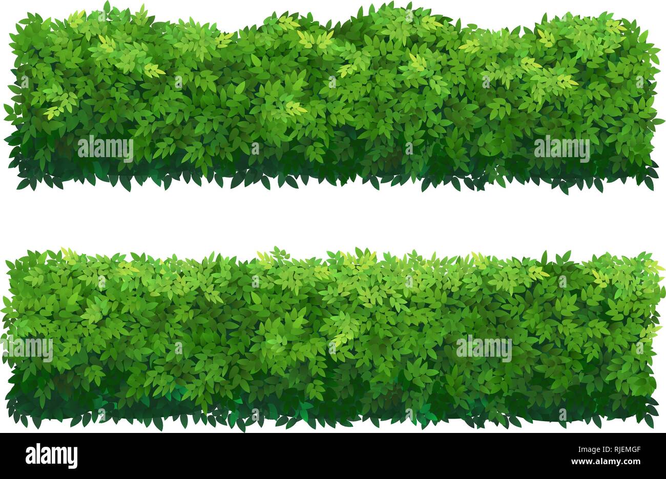 Grünen Zaun aus Buchsbaum Sträucher. Zierpflanzen. Stock Vektor