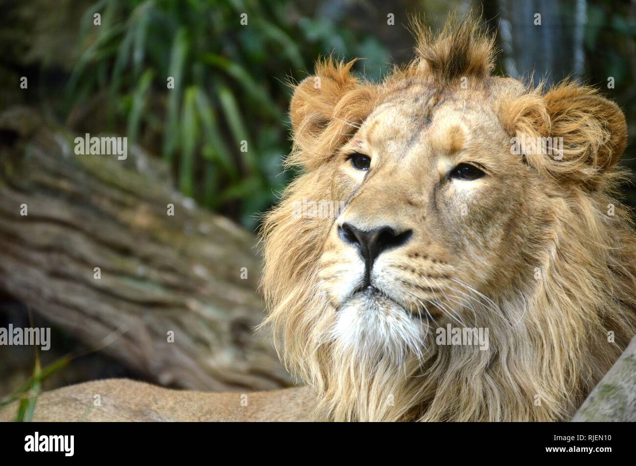 Asiatischer Löwe im Zoo von Bristol Stockfoto