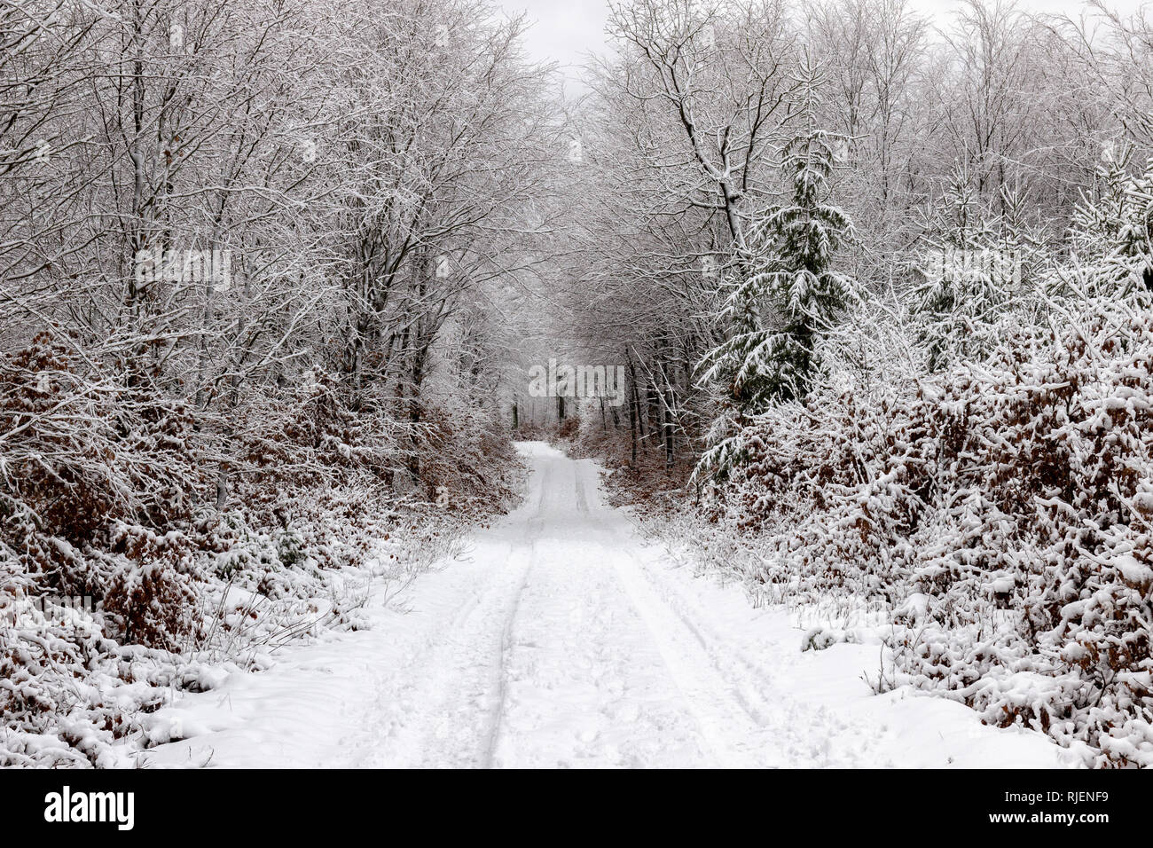 Eine Straße durch einen Wald in diesem Winter Szene führenden Stockfoto