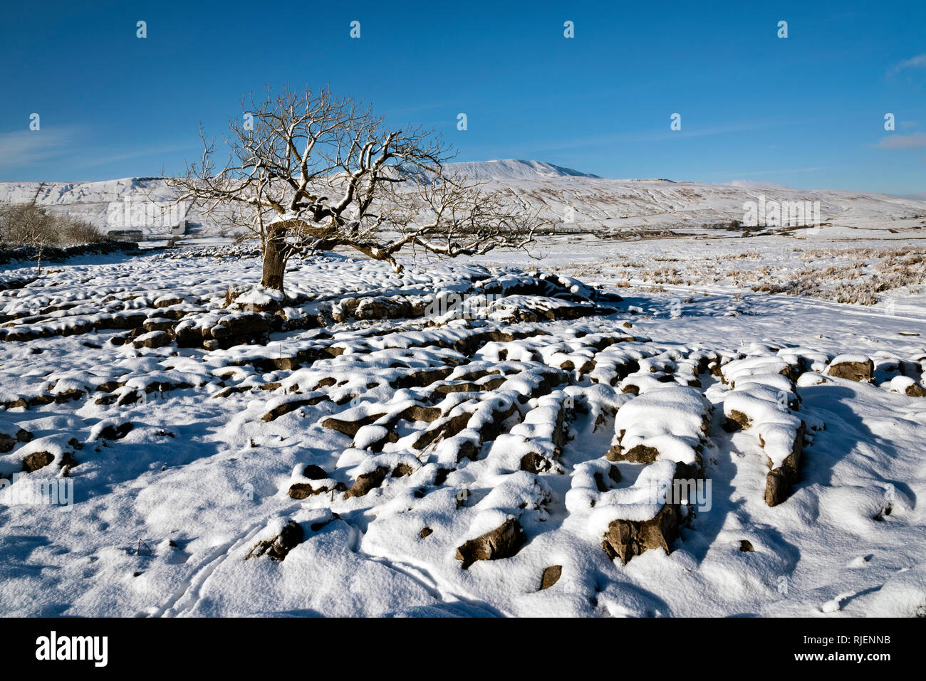 Whernside peak (am Horizont) von Schnee gesehen - überdachte Kalkstein Pflaster im Süden, Yorkshire Dales National Park. Stockfoto