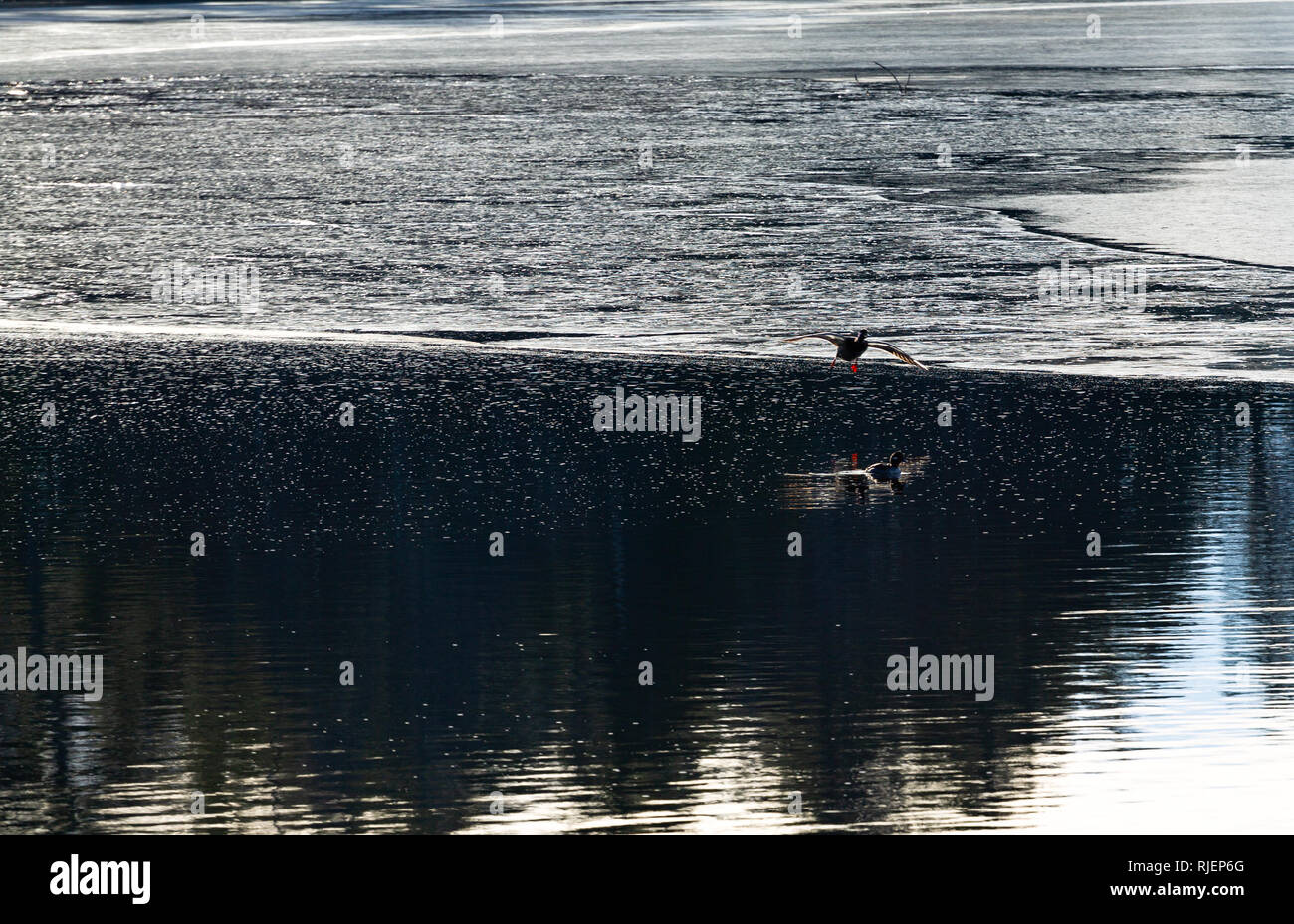 Zwei Enten mit einem Swimmingpool und einem anderen, für eine Landung auf einer teilweise Eis Teich in Camden Maine abgedeckt. Stockfoto