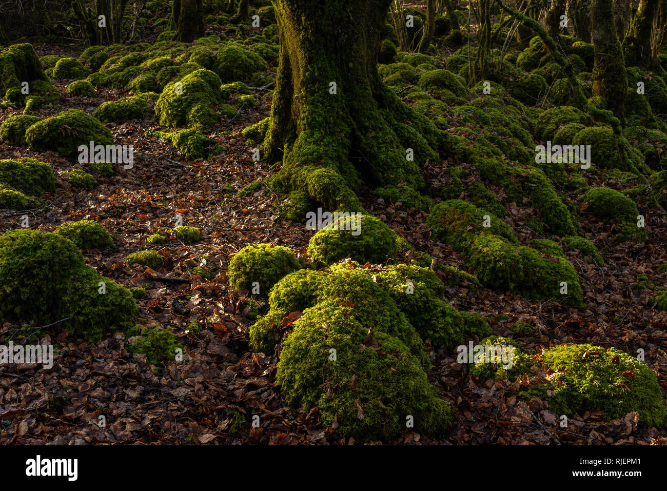 Moosbewachsener Waldurwald Irland. Bäume und Steine, bedeckt mit Moos auf der Ross Island im Killarney-Nationalpark, County Kerry, Irland Stockfoto