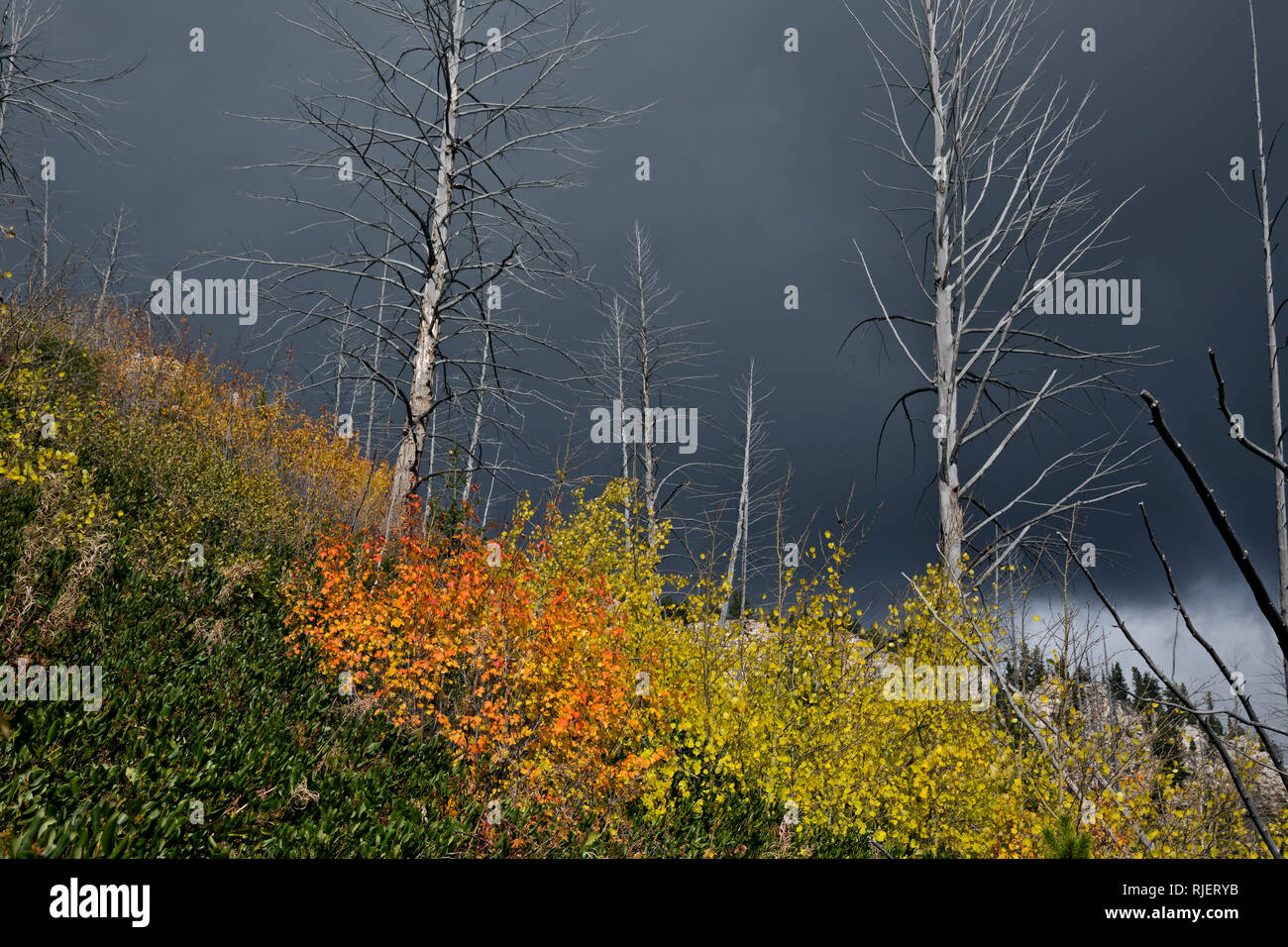 WY 03190-00 ... WYOMING - Dunkle Farbe Wolken und der Beginn einer Schnee Sturm auf einer offenen Hang Herbst Farbe Pinsel und Feuer getötet Bäumen entlang der Stockfoto