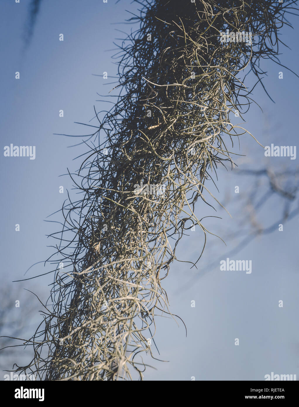 Spanisches Moos hängt von einem Baum auf Mangum Avenue, Feb 6, 2015 in Selma, Alabama. Spanisch Moss (Tillandsia usneoides) tendenziell in feuchten Klimas zu wachsen. Stockfoto