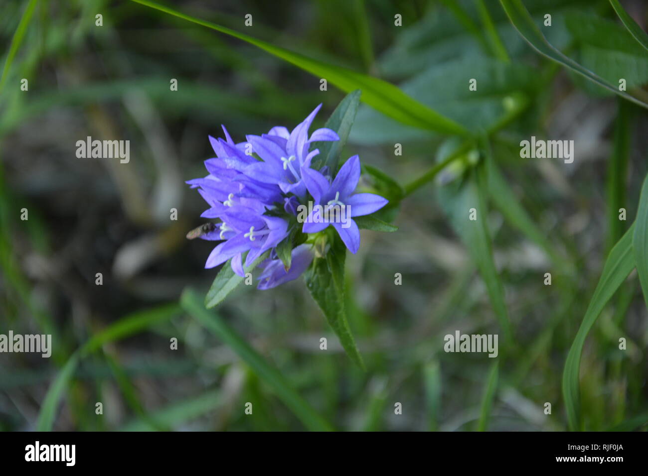 Blumen auf den Berg Velebit, Lika in Kroatien Stockfoto