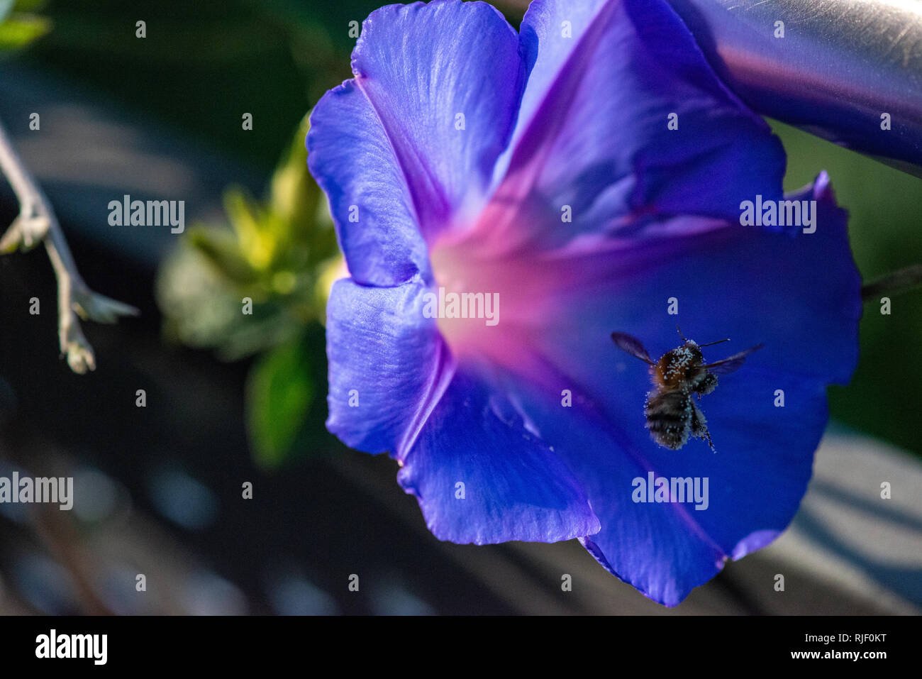 Flying Bee, mit Pollen von einem blauen morning glory abgedeckt Stockfoto