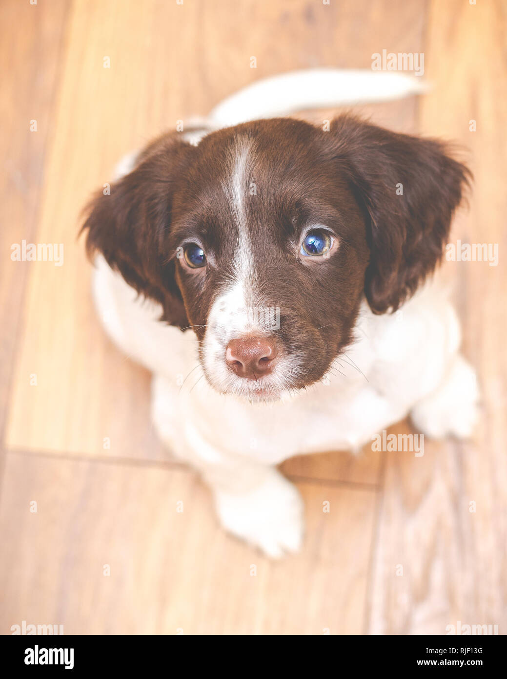 Englisch Springer Spaniel Welpen Stockfoto