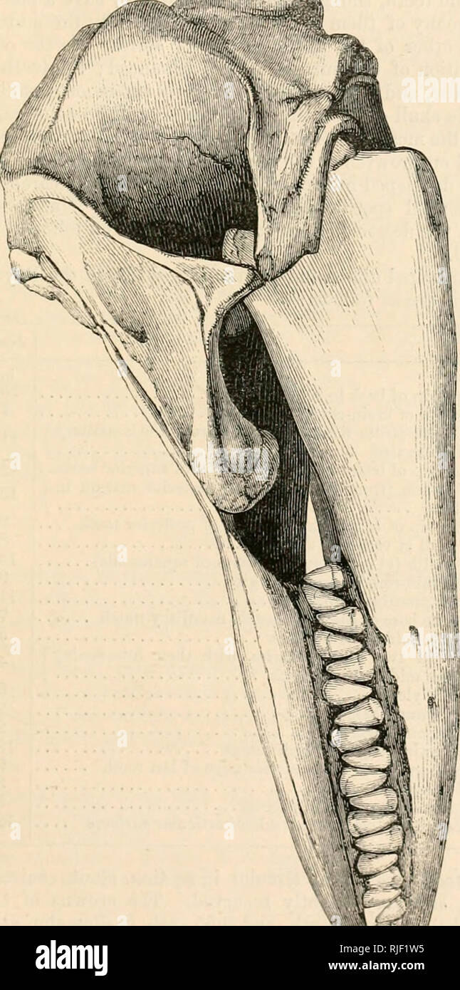 . Katalog der Robben und Wale in der... Museum. 8. rsErDORCA. 293 Abb. 59.. Sidi 'vii-w von tlio nach sludl (Pscmlorca mcntJioiiah's): oiie - fourtli natürliche Größe. Â ¢ â Die beiden sktilLs vorhanden erheblichen individuellen Besonderheiten; aber. Bitte beachten Sie, dass diese Bilder sind von der gescannten Seite Bilder, die digital für die Lesbarkeit verbessert haben mögen - Färbung und Aussehen dieser Abbildungen können nicht perfekt dem Original ähneln. extrahiert. British Museum. Abteilung für Zoologie. [Säugetiere]; Grau, John Edward, 1800-1875. London Stockfoto