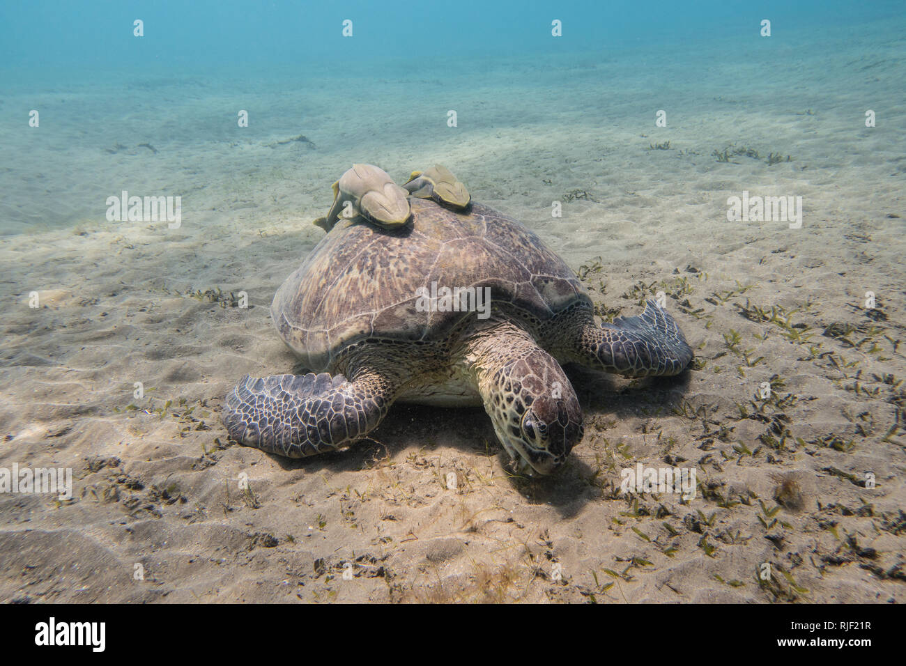 Sea Turtle mit zwei schiffshalter Fische auf Ihrer Shell Beweidung Seegras auf dem sandigen Meeresgrund des Roten Meeres in Ägypten Stockfoto