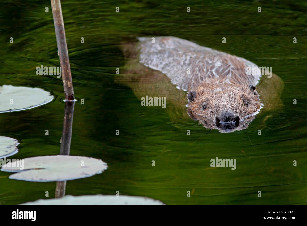 Europäischer Biber (Castor Fiber) Schwimmen, Knapdale Wald, Argyll, Schottland. Stockfoto
